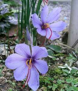 Post image for Saffron-Açafrão….. so chic !